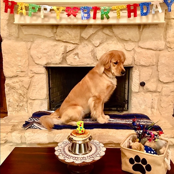 DOG HARNESS—SIZE SMALL - Picture 8 of 8